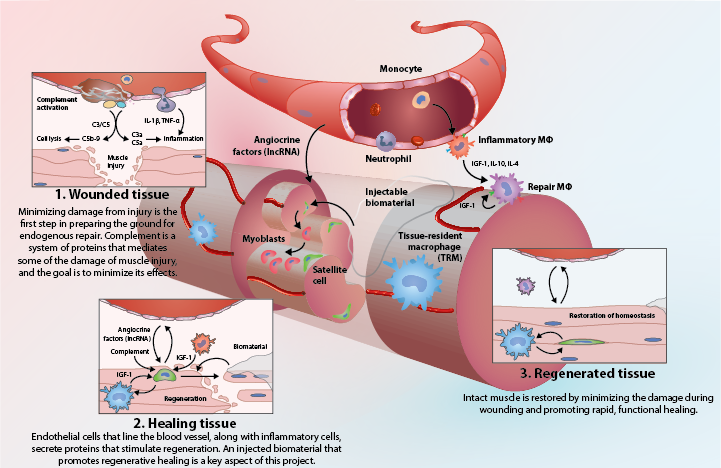 Illustration showing the endogenous repair process in skeletal muscle.