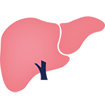 liver icon