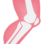 musculoskeletal icon