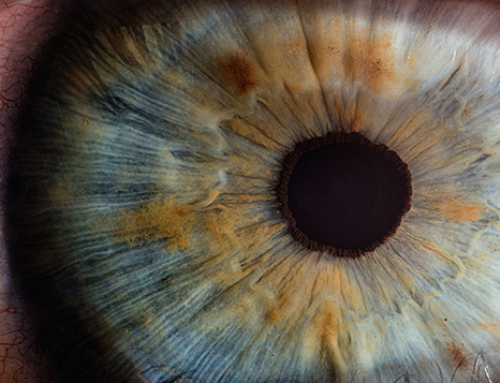 Medicine by Design-funded research sheds light on reversing vision loss